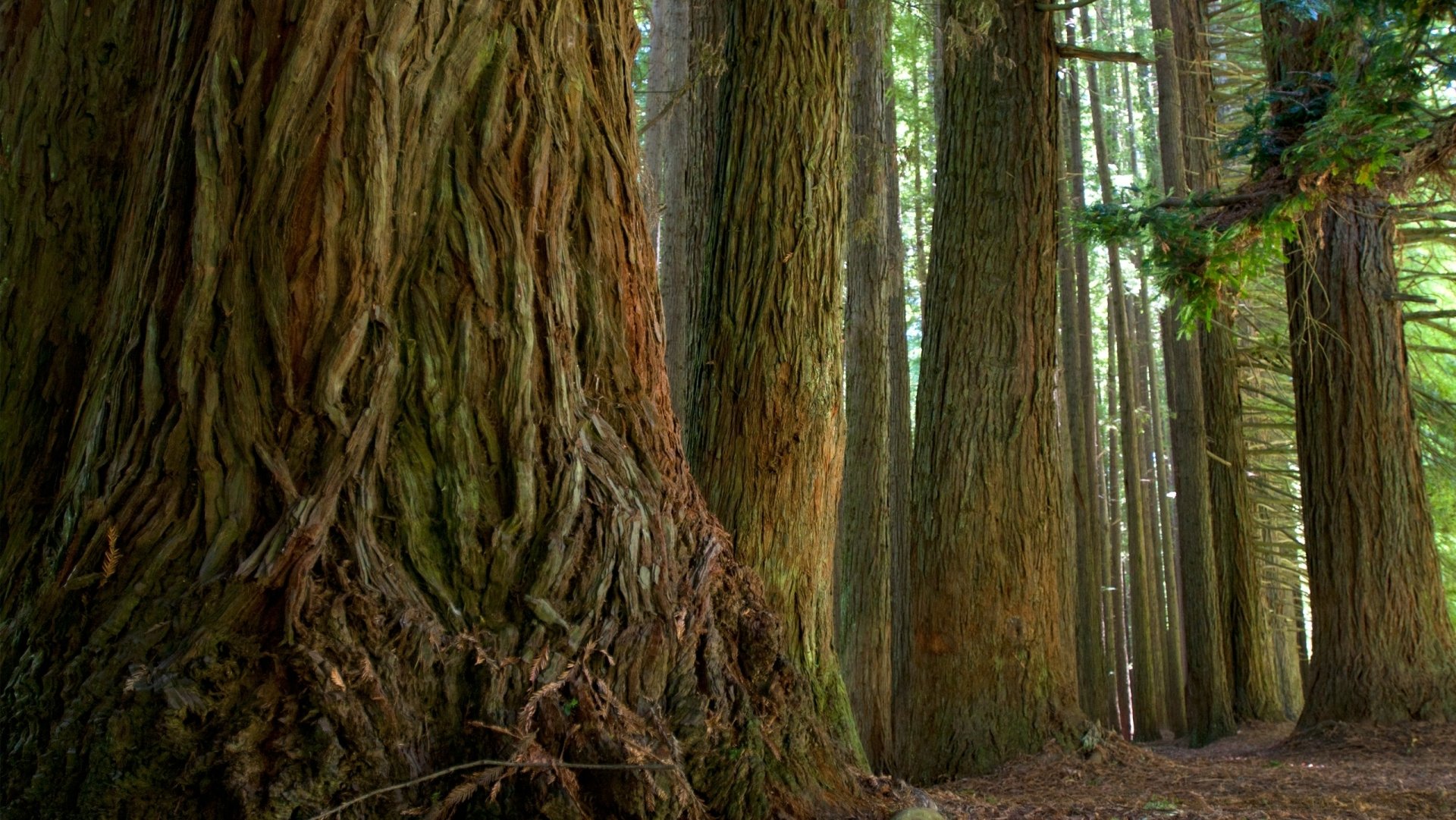 Redwood Forest