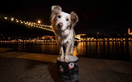 An HD desktop wallpaper featuring a dog with a curious stare, standing on an object near a lit bridge by the water at night.