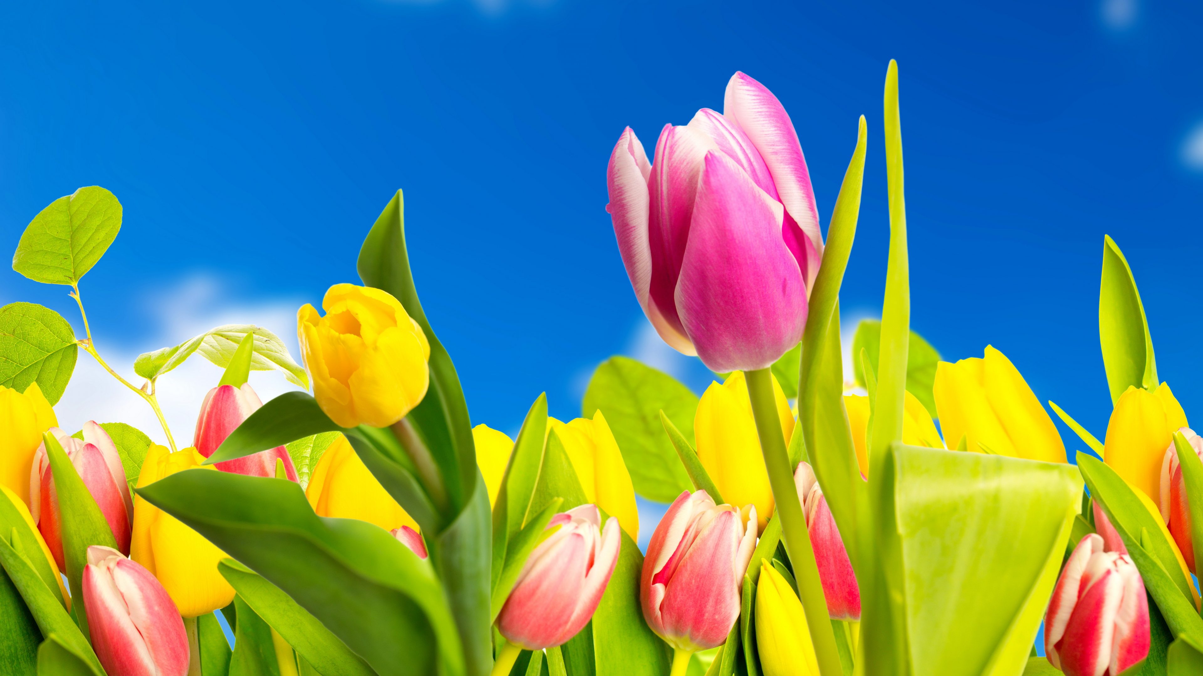 Download Yellow Flower Pink Flower Spring Colorful Flower Nature Tulip 4k Ultra Hd Wallpaper