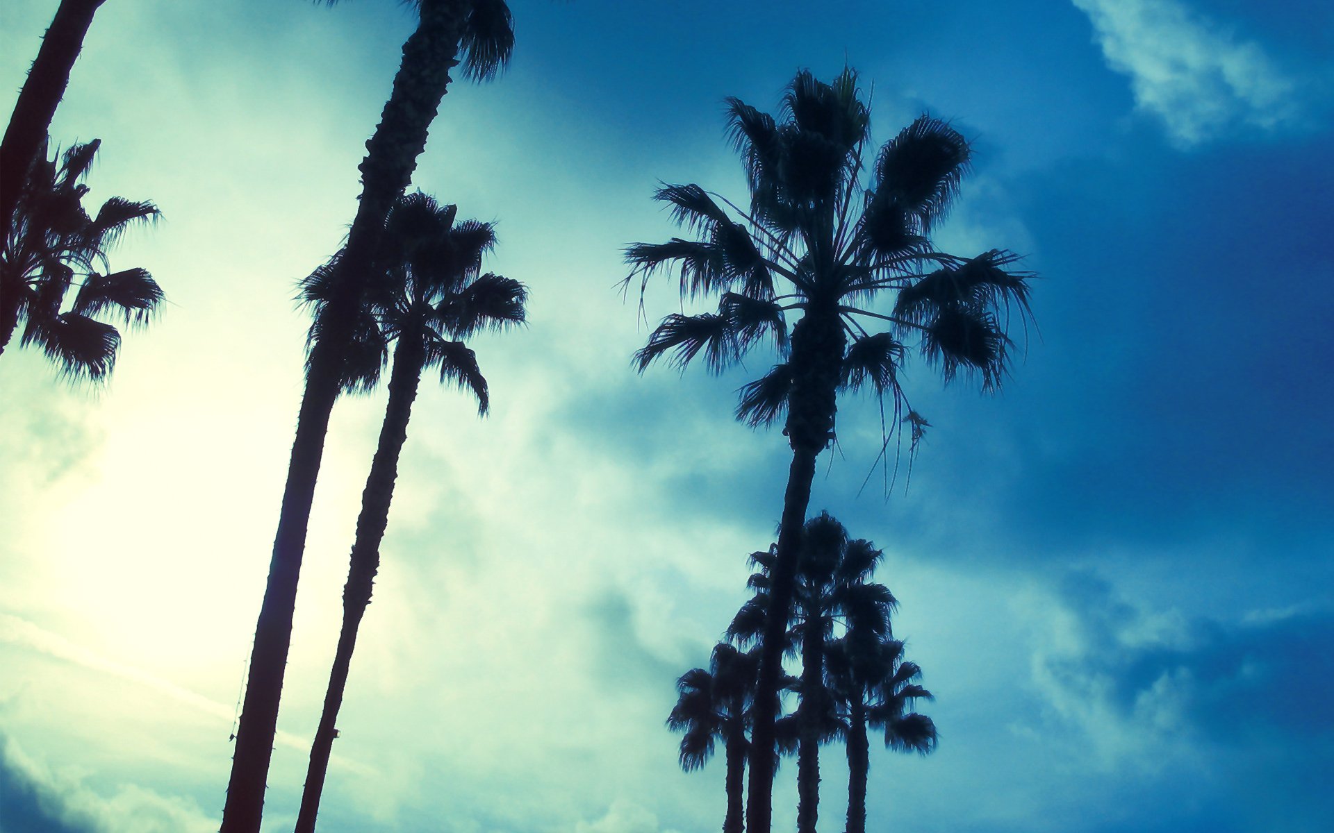 Download Blue Cloud Sky Palm Tree Nature Tree HD Wallpaper