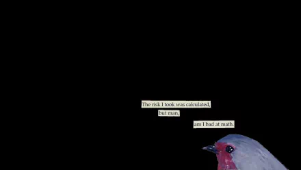 bird funny text HD Desktop Wallpaper | Background Image
