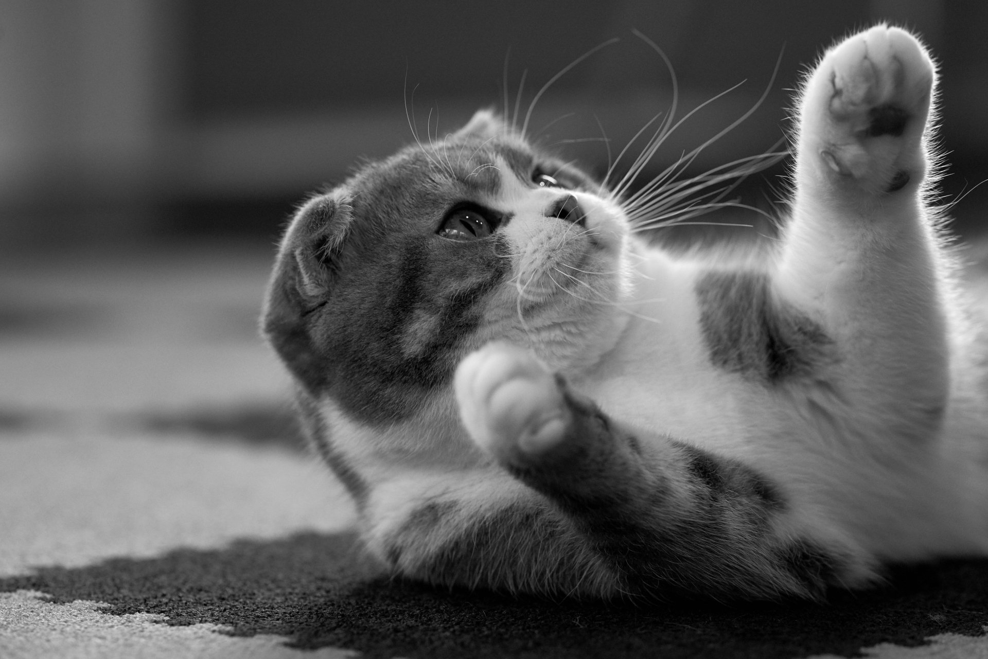 Download Black & White Animal Cat 4k Ultra HD Wallpaper | 7360x4912