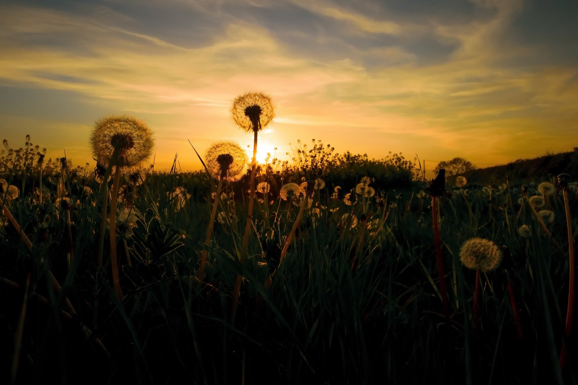 Download Sunrise Sky Summer Nature Dandelion HD Wallpaper