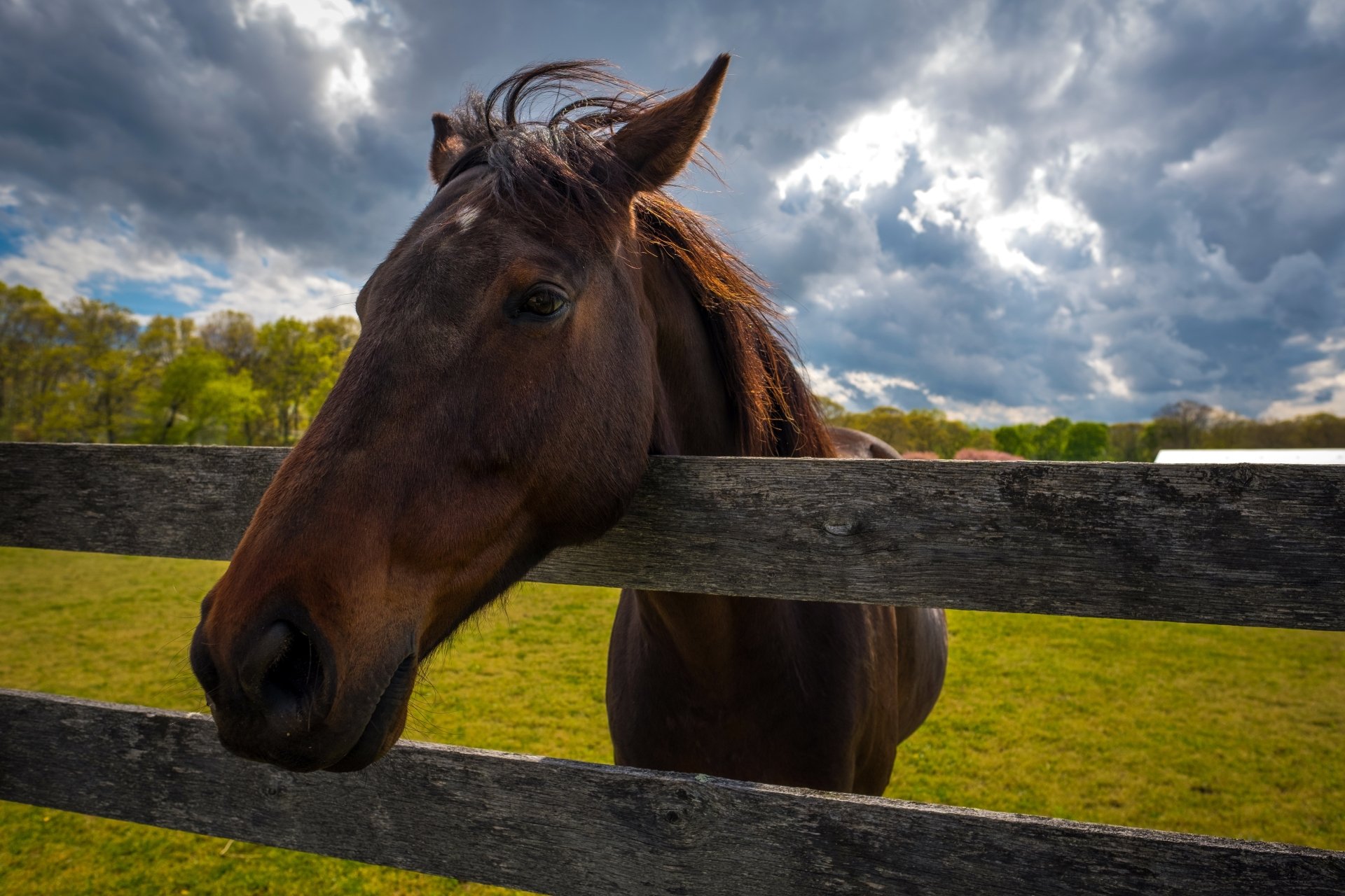Caballo 4k Ultra Fondo de pantalla HD Fondo de