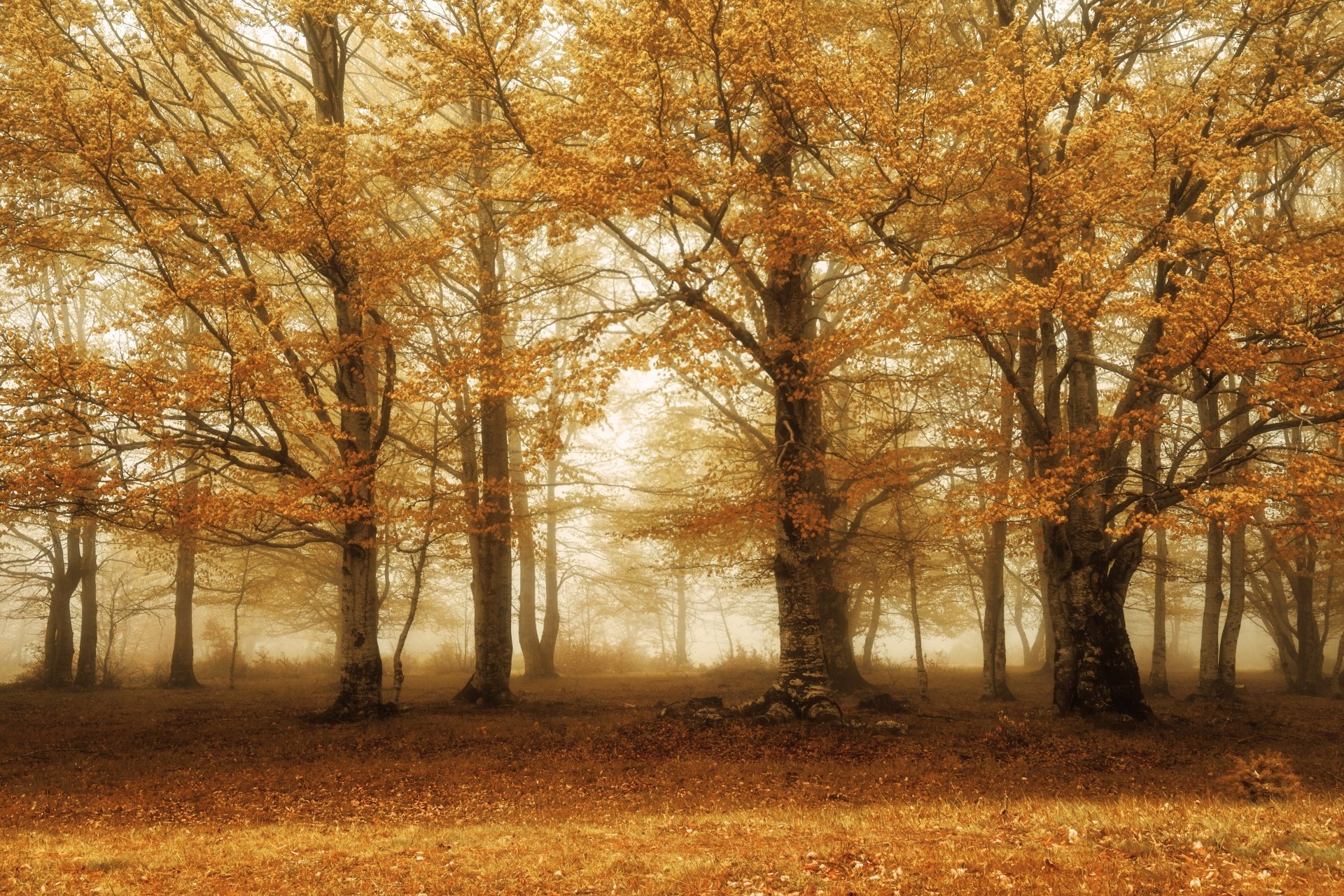 Download Tree Nature Fog 4k Ultra HD Wallpaper | 6000x4000 | Wallpaper ...