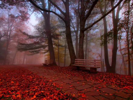 Foggy fall forest with vibrant colors, stone path, and benches amidst trees and fallen leaves. The peaceful park walkway is captured in HD, creating a serene desktop wallpaper and background.