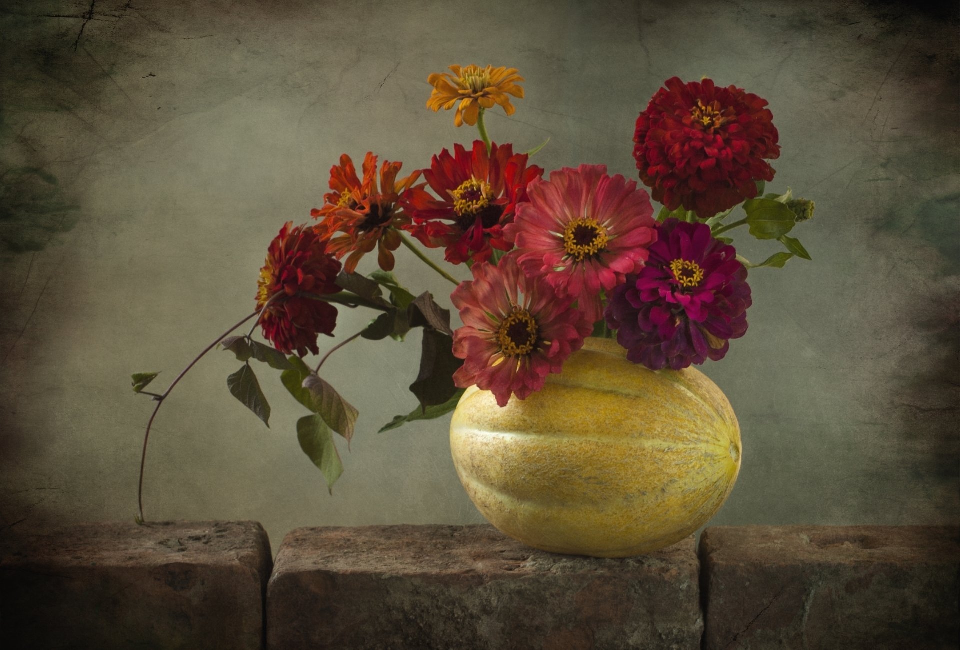 Download Zinnia Melon Colorful Flower Photography Still Life HD Wallpaper