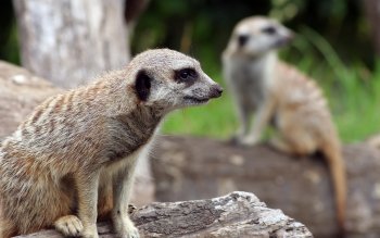 102 Meerkat HD Wallpapers | Background Images - Wallpaper Abyss