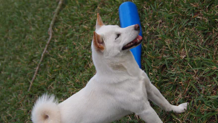 A white Shiba Inu stands on grass next to a blue cylindrical object, captured in sharp detail as a 4K Ultra HD PC desktop wallpaper and background.