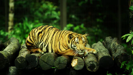  Lying Tiger