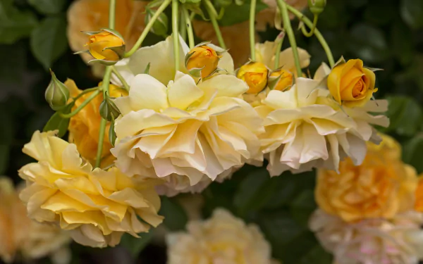  Yellow Roses