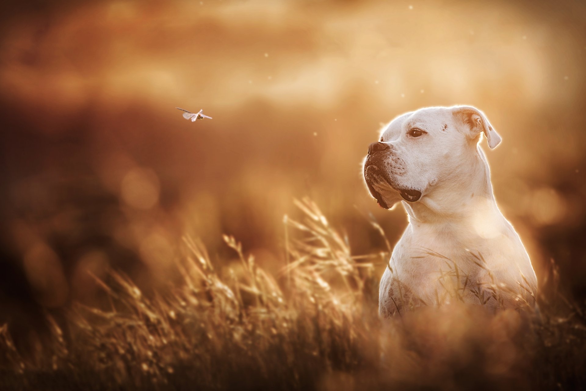 A Boxer dog wearing a muzzle sits in a sunlit field at golden hour, captured in stunning 4K Ultra HD quality as a PC desktop wallpaper background.