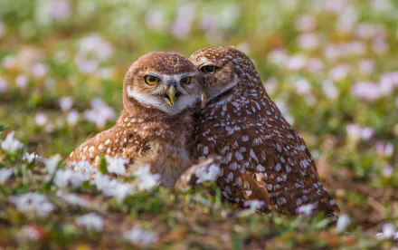 Two burrowing owls nestled closely among grass and flowers, captured in a detailed HD desktop wallpaper showcasing the beauty of these birds.