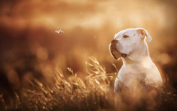 A Boxer dog wearing a muzzle sits in a sunlit field at golden hour, captured in stunning 4K Ultra HD quality as a PC desktop wallpaper background.
