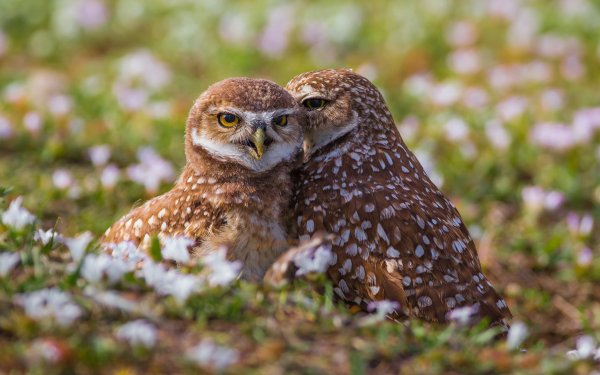 Animal Burrowing Owl Birds Owls Owl Bird HD Wallpaper | Background Image