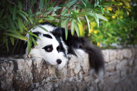 A resting Border Collie with black and white fur lies on a stone wall surrounded by green foliage in this HD desktop wallpaper.