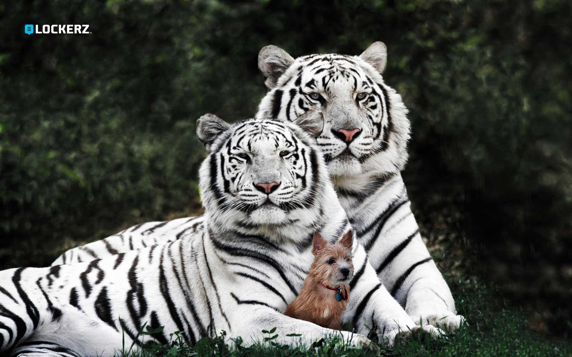 A striking HD wallpaper featuring two majestic white tigers lounging together, with a small dog nestled between them, set against a lush, green backdrop.