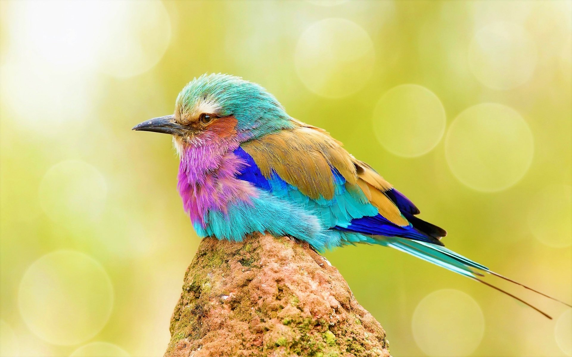 A vibrant lilac-breasted roller perched on a rock, showcasing its colorful feathers, set against a soft, blurred natural background in this HD desktop wallpaper.