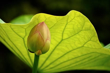 A close-up of a lotus bud nestled between vibrant green leaves, showcasing intricate textures. This HD image captures the serene beauty of nature, making it a captivating desktop wallpaper.