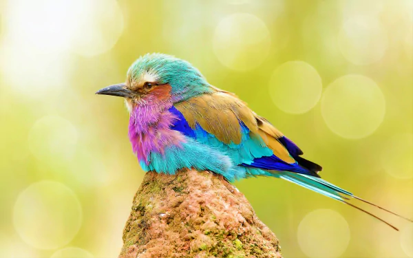 A vibrant lilac-breasted roller perched on a rock, showcasing its colorful feathers, set against a soft, blurred natural background in this HD desktop wallpaper.