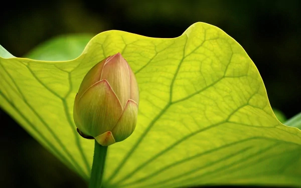 A close-up of a lotus bud nestled between vibrant green leaves, showcasing intricate textures. This HD image captures the serene beauty of nature, making it a captivating desktop wallpaper.