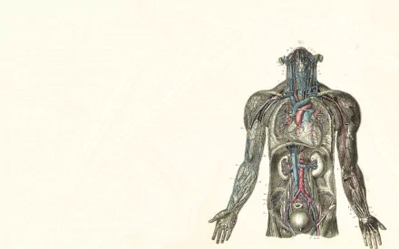 organs human artistic anatomy HD Desktop Wallpaper | Background Image