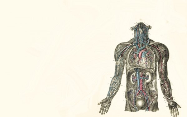 Anatomy HD Wallpaper | Background Image | 1920x1080 | ID:313603