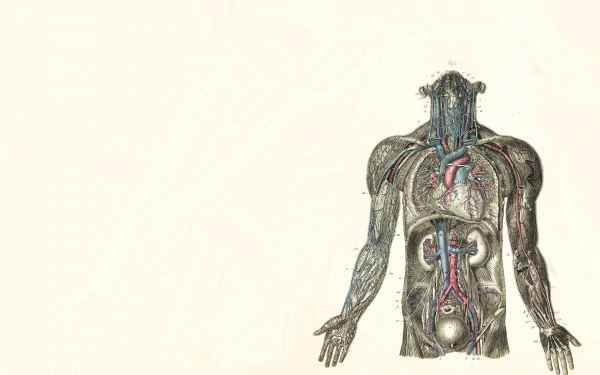 organs human artistic anatomy HD Desktop Wallpaper | Background Image