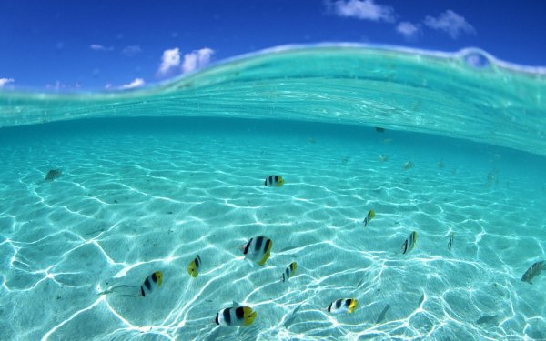 Animaux Poisson Poissons Terre Eau Océan Sea Vague Sous l'eau Fond d'écran HD | Image