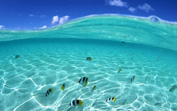 A high-definition desktop wallpaper featuring an underwater scene with butterflyfish swimming beneath a clear wave, showcasing the serene beauty of aquatic life and crystal-clear water.