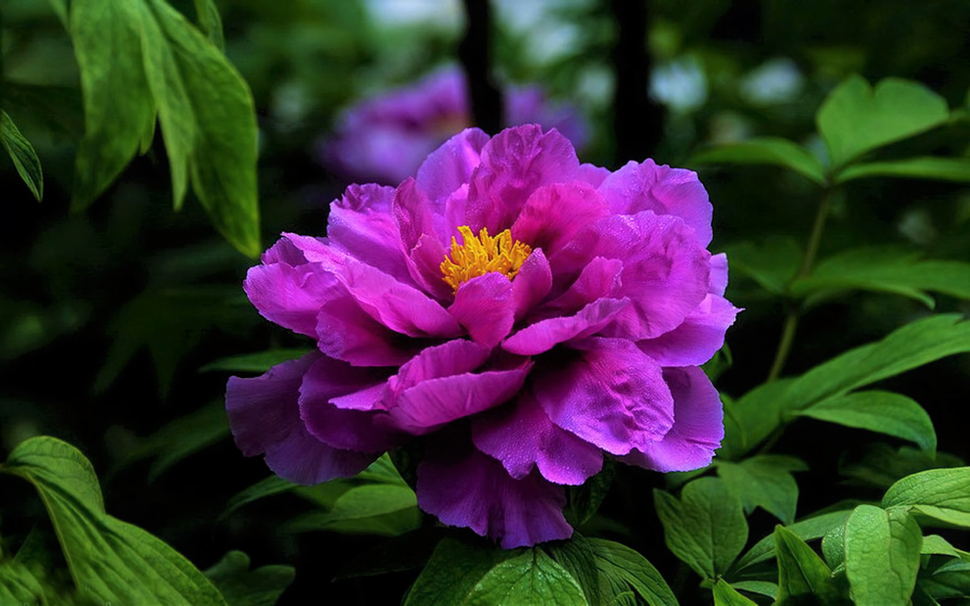 Download Purple Flower Flower Nature Peony HD Wallpaper