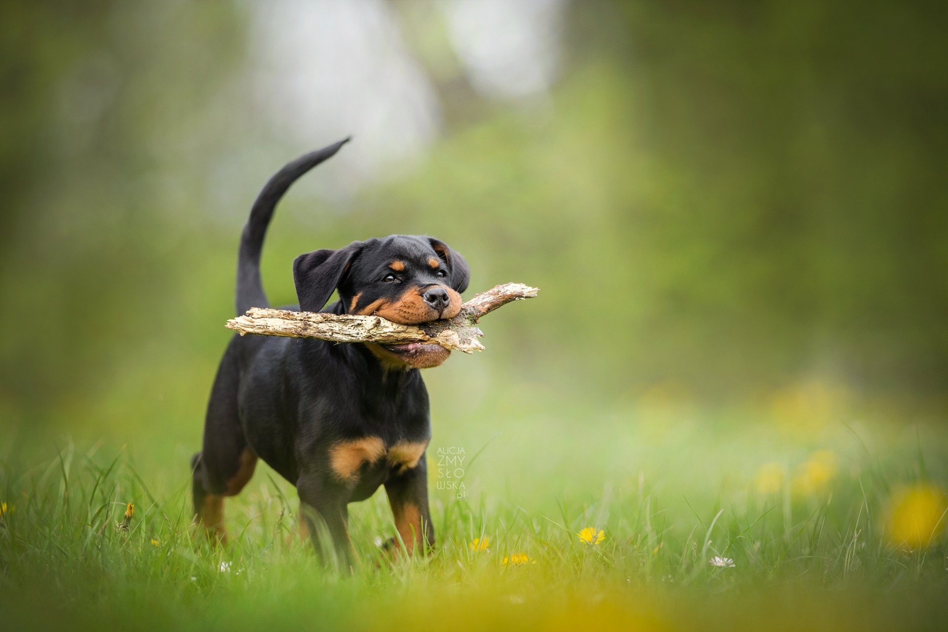 HD wallpaper featuring a baby Rottweiler puppy carrying a stick in its mouth, standing on a grassy field with a blurred background.