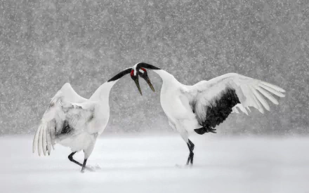 snowfall winter bird Japanese crane Animal Red-crowned Crane HD Desktop Wallpaper | Background Image