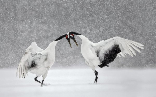 Animal Red-crowned Crane Birds Cranes Japanese crane Bird Winter Snowfall HD Wallpaper | Background Image
