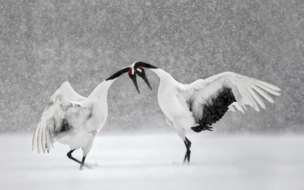 Two red-crowned Japanese cranes interact gracefully amid heavy winter snowfall, captured in a stunning HD desktop wallpaper showcasing natural beauty.