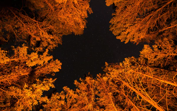 Star-filled night sky framed by orange fall tree canopy in a forest, viewed upward, vivid nature scene as a 5K Ultra HD PC desktop wallpaper/background.