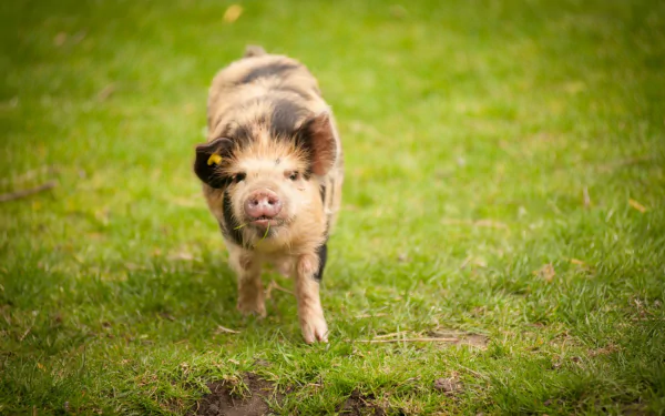 HD wallpaper featuring a cute baby pig standing on a lush green lawn, tagged with baby animal and pig.