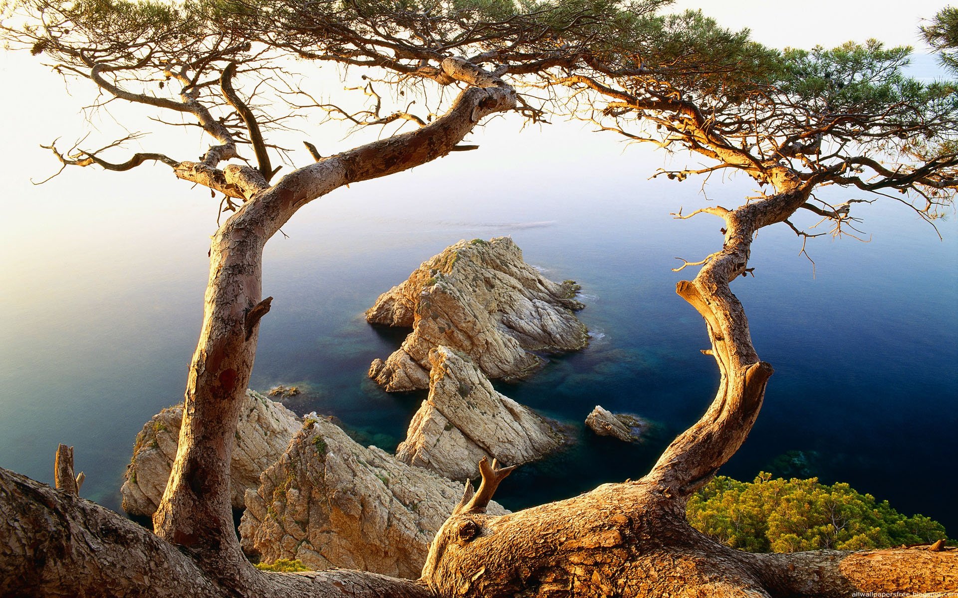 A serene view of a twisted tree overlooking calm waters and rocky formations, captured in vibrant detail, serves as an inspiring HD desktop wallpaper and nature background.