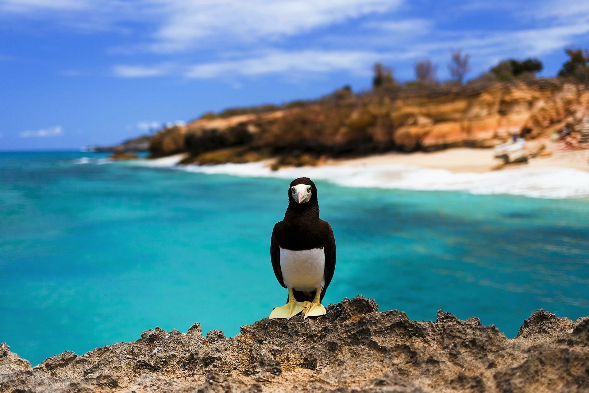 Download Cute Bird Animal Brown Booby HD Wallpaper