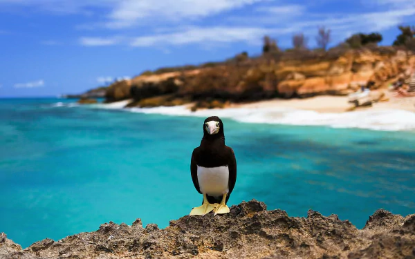 cute bird Animal Brown Booby HD Desktop Wallpaper | Background Image
