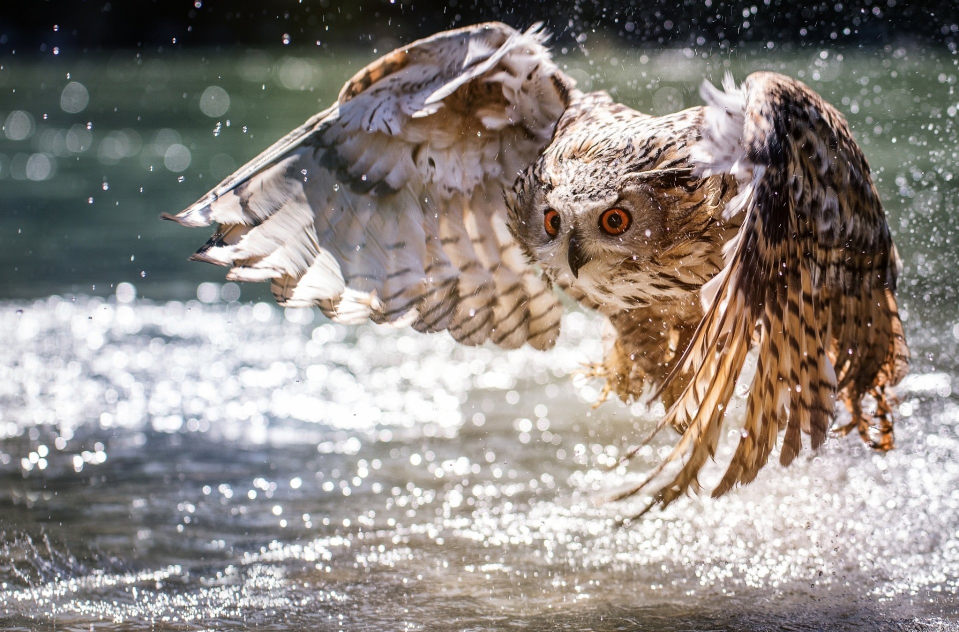 A majestic owl in mid-flight above sparkling water droplets, captured with a bokeh effect in this HD PC desktop wallpaper showcasing the beauty of animal flight.