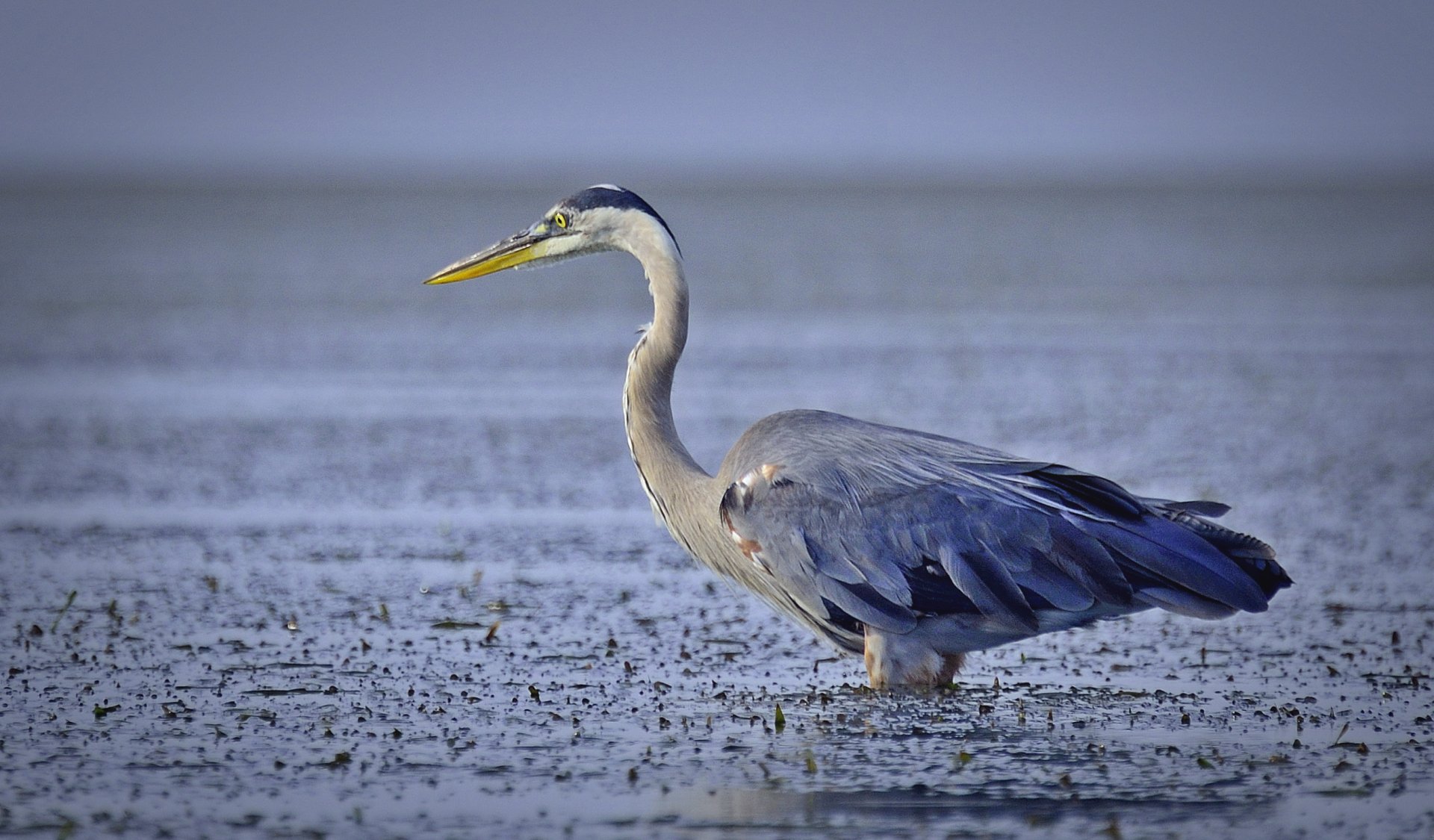 Download Water Bird Animal Heron HD Wallpaper