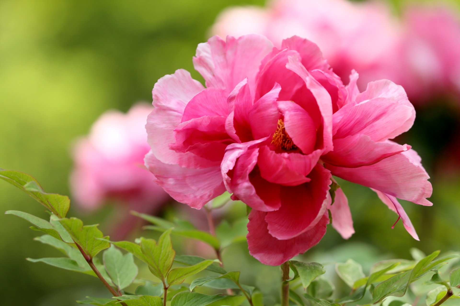 Download Nature Pink Flower Macro Peony Flower HD Wallpaper | 3000x2000 ...