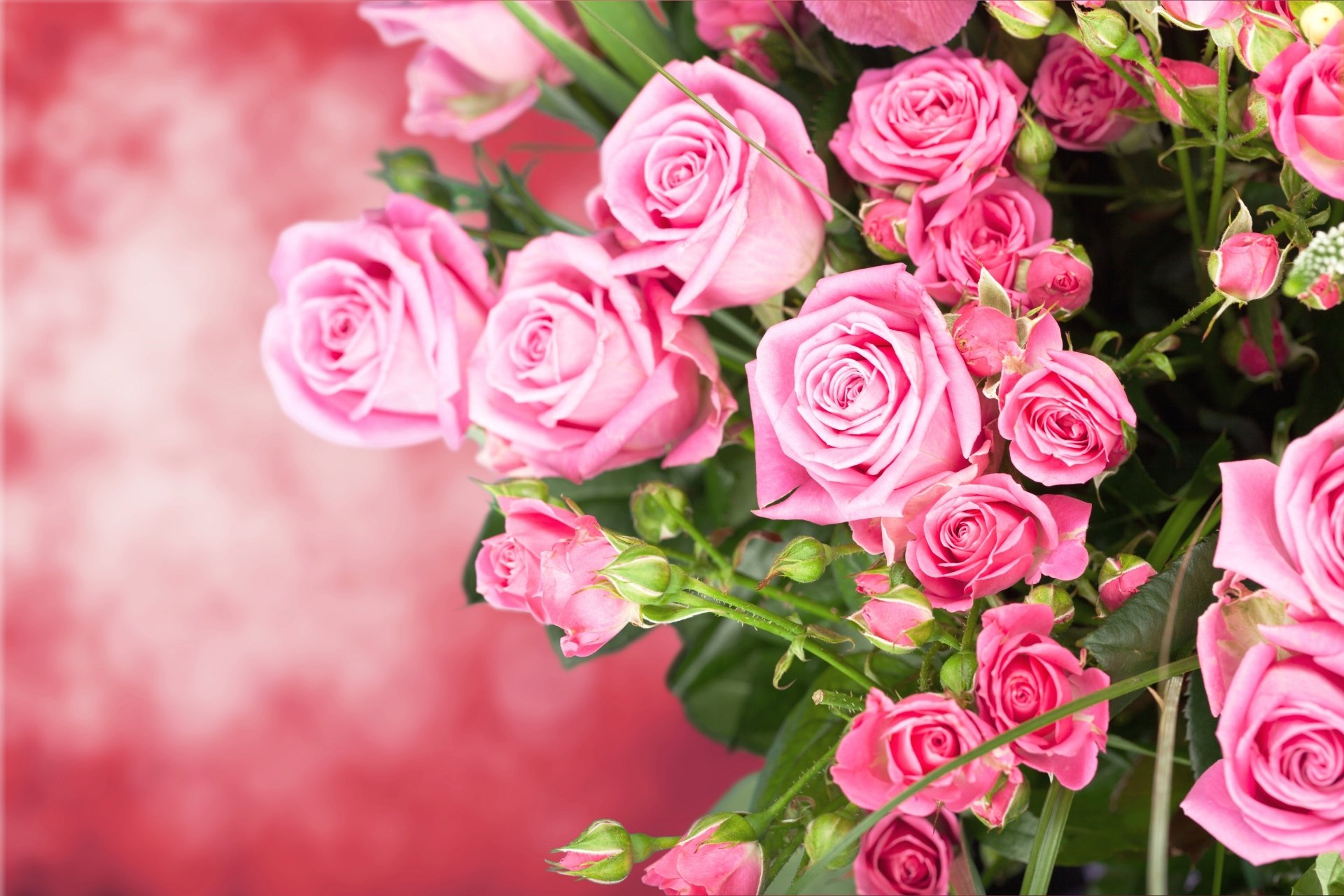 Download Pink Flower Flower Nature Rose 4k Ultra HD Wallpaper ...