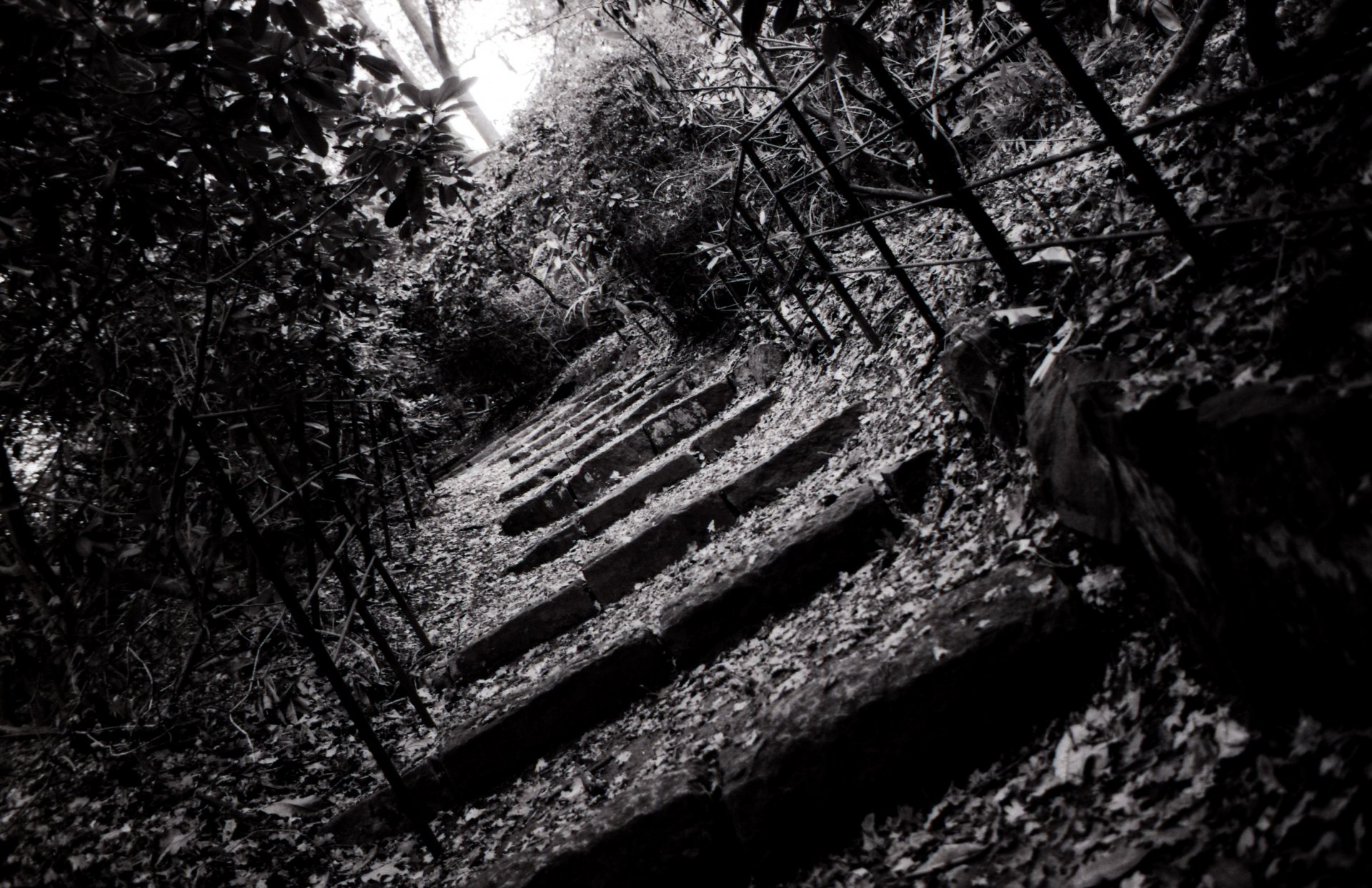 Black & white photography of a shaded, leaf-covered outdoor staircase surrounded by foliage, captured as an HD PC desktop wallpaper and background.