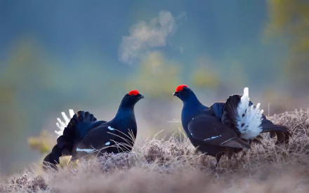  Two Male Blue Grouse