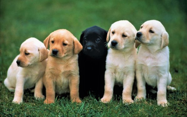Animal Labrador Retriever Dogs Dog Puppy Cute Baby Animal HD Wallpaper | Background Image