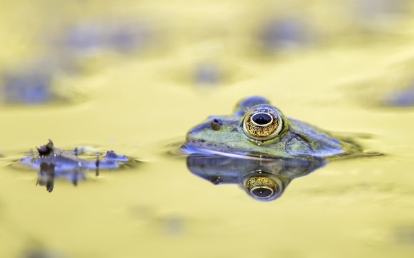 Animal Frog Frogs Amphibian Reflection Pond Water HD Wallpaper | Background Image
