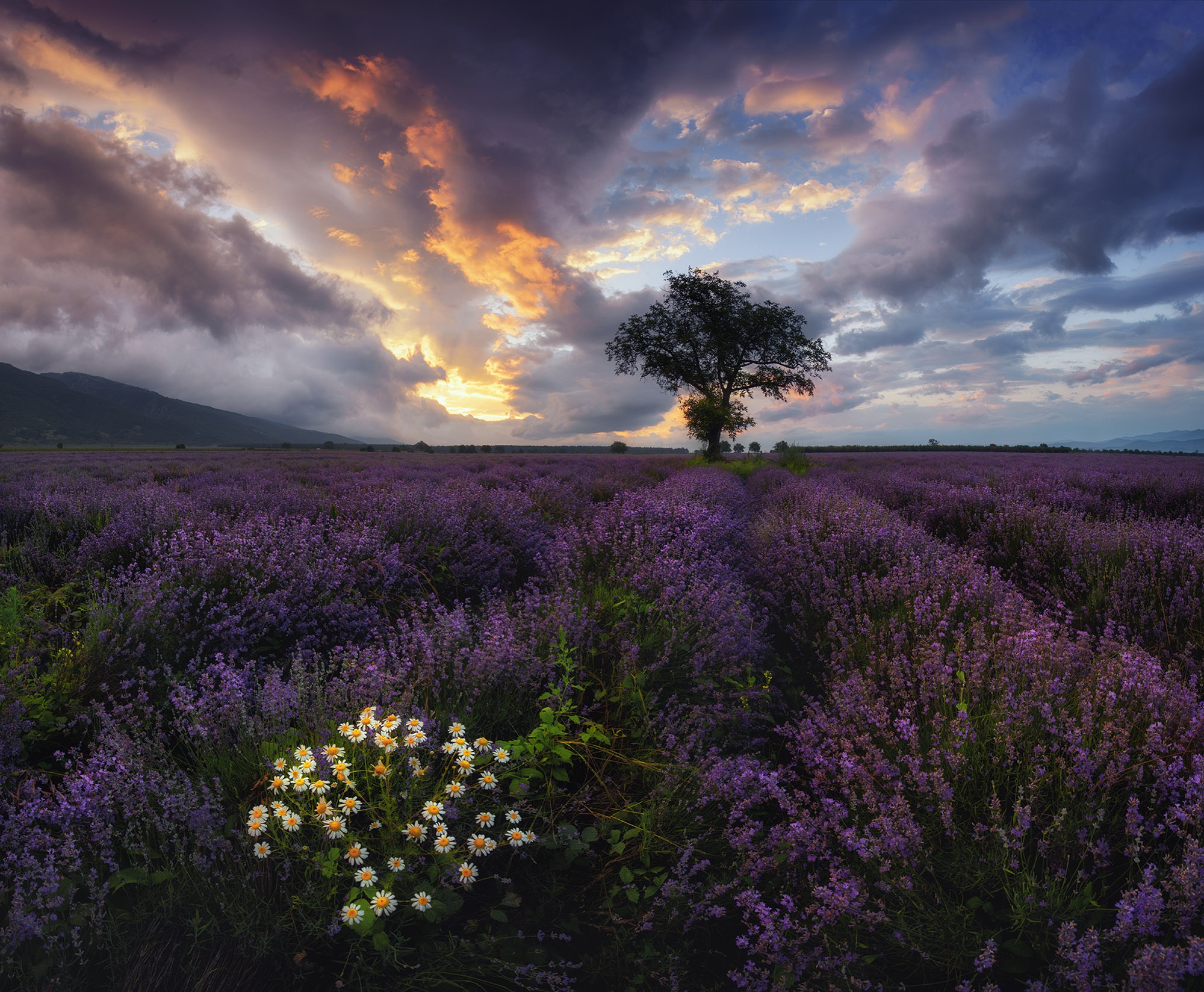 Download Purple Flower Cloud Tree Field Nature Lavender HD Wallpaper