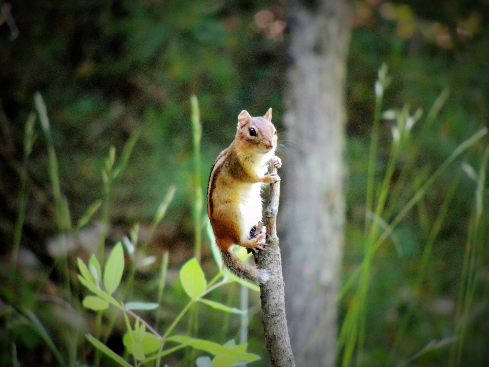 Download Rodent Animal Chipmunk 4k Ultra HD Wallpaper